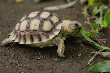 A small tortoise found his meal
