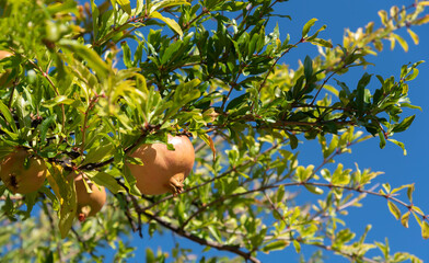 Pomegranate tree with fruits.