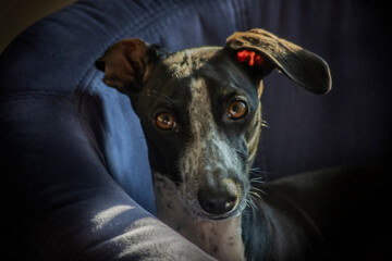 Small Italian Greyhound Posing With That Look