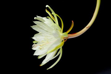 十三夜美人の花10