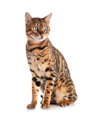 bengal cat in studio