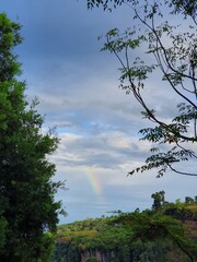 tree in the mountains