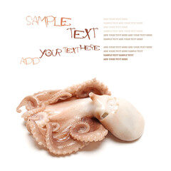 Octopus on white background