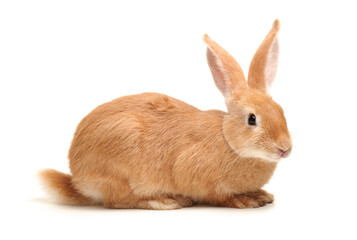 rabbit isolated on white background