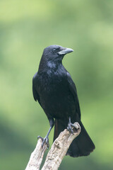 Corvus corone Carrion crow in close view
