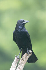 Corvus corone Carrion crow in close view