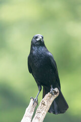 Corvus corone Carrion crow in close view