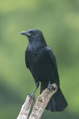 Corvus corone Carrion crow in close view