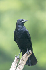 Obraz premium Corvus corone Carrion crow in close view