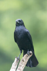 Corvus corone Carrion crow in close view