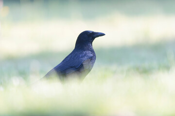 Corvus corone Carrion crow in close view