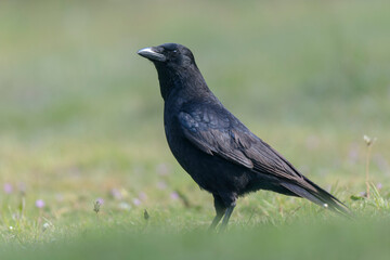 Corvus corone Carrion crow in close view