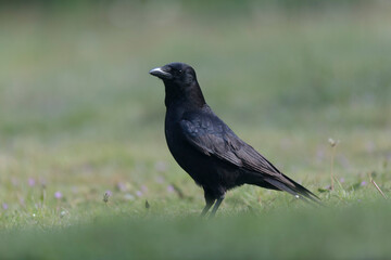 Corvus corone Carrion crow in close view