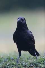 Corvus corone Carrion crow in close view
