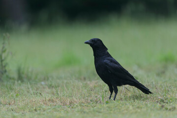 Corvus corone Carrion crow in close view