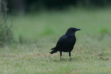 Corvus corone Carrion crow in close view