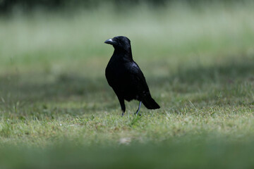 Corvus corone Carrion crow in close view