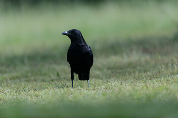 Corvus corone Carrion crow in close view
