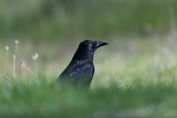 Corvus corone Carrion crow in close view