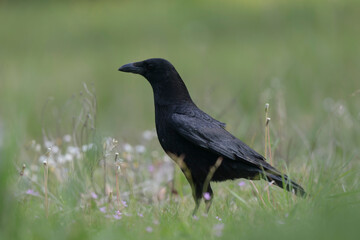 Corvus corone Carrion crow in close view