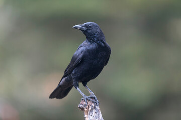 Corvus corone Carrion crow in close view