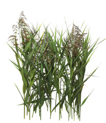 Beautiful reeds with lush green leaves and seed heads on white background