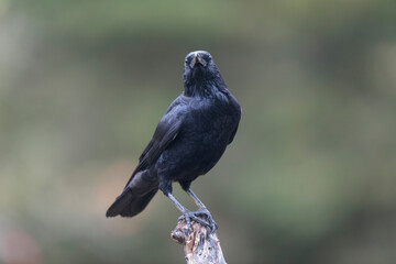 Corvus corone Carrion crow in close view