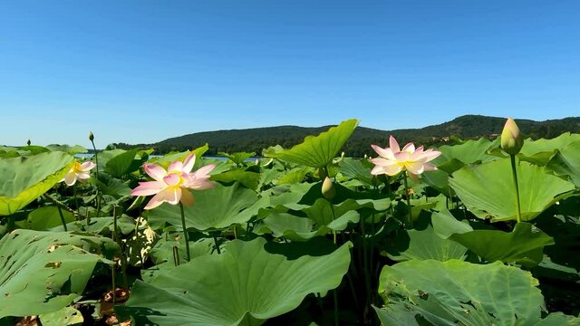 Lotus flowers on Lake Corgeno in Summer