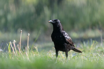 Corvus corone Carrion crow in close view