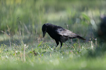 Corvus corone Carrion crow in close view