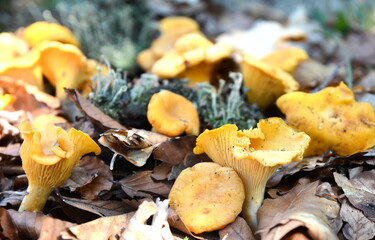 Chanterelles, Cantharellus cibarius, Mushrooms growing on a forest during autumn
