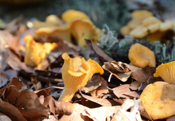 Chanterelles, Cantharellus cibarius, Mushrooms growing on a forest during autumn