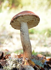 Closeup of mushroom leccinum aurantiacum in grass. Picturesque red-capped scaber stalk (Leccinum aurantiacum) with white leg 