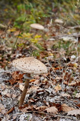 Parasol Mushroom (Macrolepiota procera). Macrolepiota procera, Parasol mushroom, wild edible mushroom 