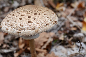 Parasol Mushroom (Macrolepiota procera). Macrolepiota procera, Parasol mushroom, wild edible mushroom 