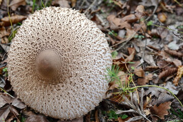Parasol Mushroom (Macrolepiota procera). Macrolepiota procera, Parasol mushroom, wild edible...