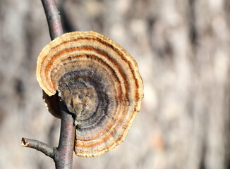 Trametes versicolor, also known as coriolus versicolor and polyporus versicolor mushroom, the best...