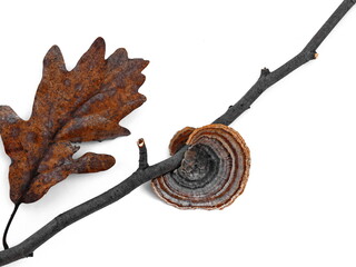 Trametes versicolor, also known as coriolus versicolor and polyporus versicolor mushroom, the best natural cure for cancer