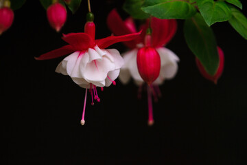 pink flower on black