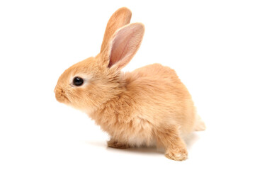 Obraz premium rabbit isolated on white