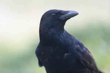 Corvus corone Carrion crow in close view