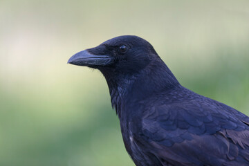 Corvus corone Carrion crow in close view