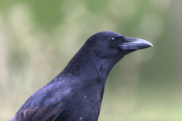 Corvus corone Carrion crow in close view