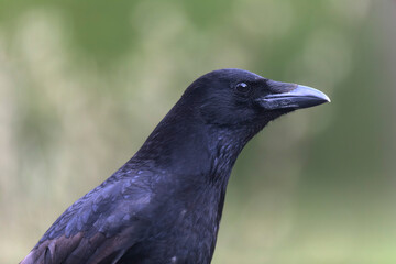 Corvus corone Carrion crow in close view