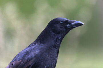 Corvus corone Carrion crow in close view