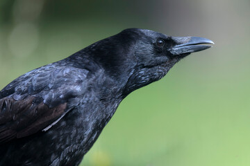 Corvus corone Carrion crow in close view