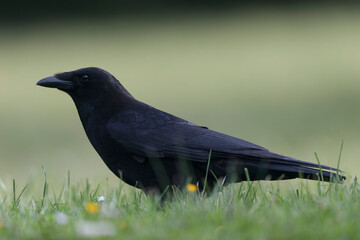 Corvus corone Carrion crow in close view