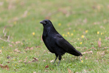 Corvus corone Carrion crow in close view