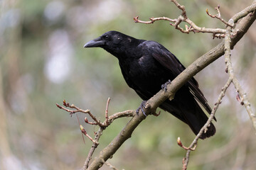 Obraz premium Corvus corone Carrion crow in close view