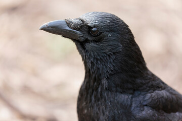 Corvus corone Carrion crow in close view